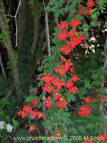 Imágen de Tropaeolum speciosum (Coralito / Quintralito / Voqui). Haga un clic para aumentar parte de imágen.